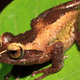 Illustration for article titled Scientists find 8 impossibly adorable new frogs in a single forest